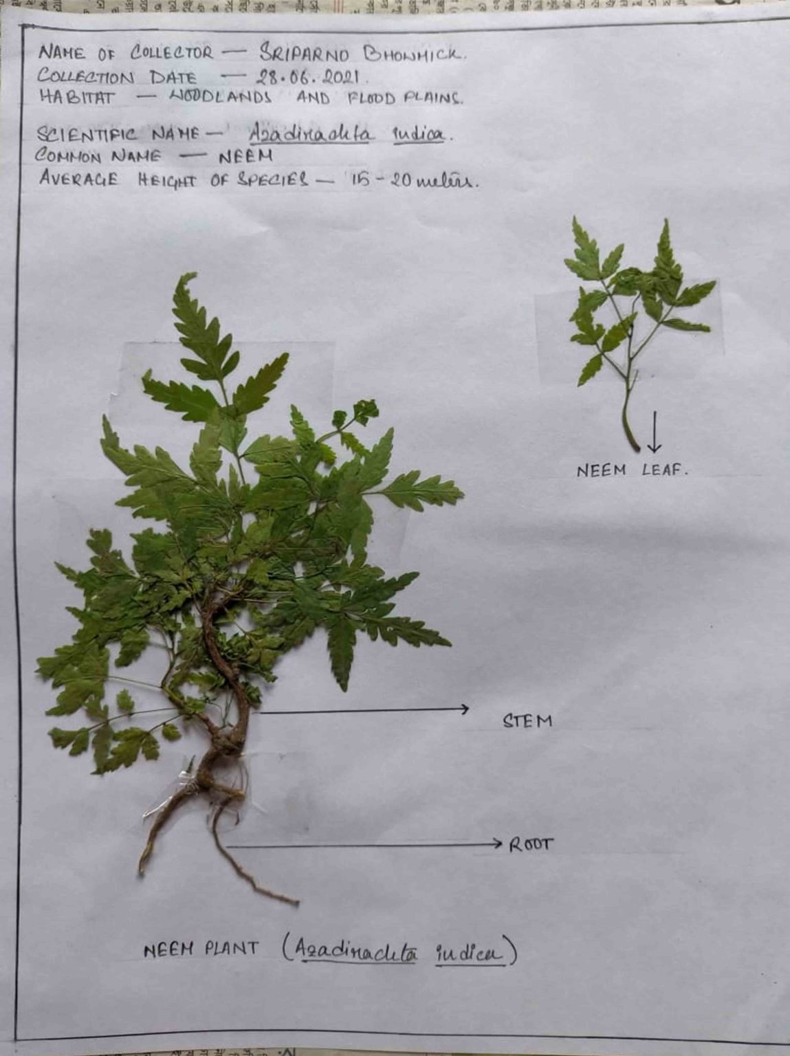 Students of Class XI Science busy with Herbarium Sheet Activity