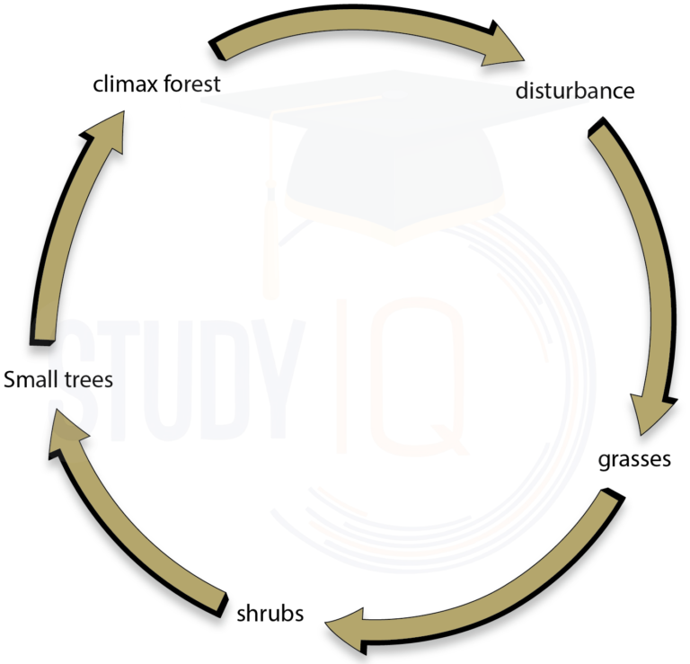 Ecological Succession Definition, Types, Stages, Diagram