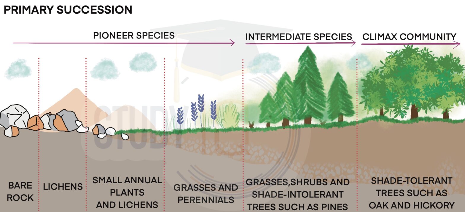 Ecological Succession Definition Types Stages Diagram Ecological Succession Definition Types Stages Diagram