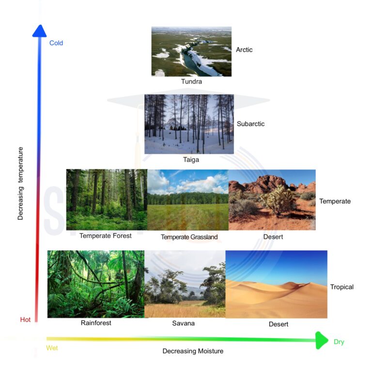 Biomes Meaning, Map, Types, Examples, &