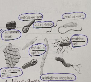 Classification of Living Organisms Part 1-Microorganisms and Plants_50.1