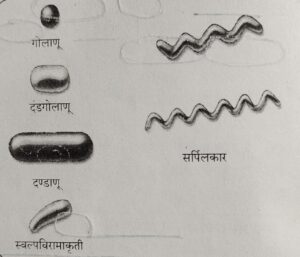 Classification of Living Organisms Part 1-Microorganisms and Plants_90.1