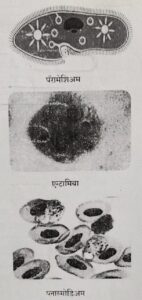 Classification of Living Organisms Part 1-Microorganisms and Plants_100.1