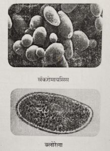 Classification of Living Organisms Part 1-Microorganisms and Plants_110.1