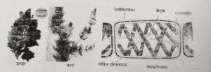 Classification of Living Organisms Part 1-Microorganisms and Plants_130.1