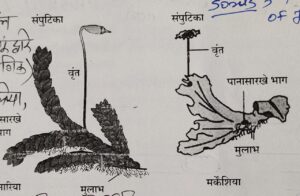 Classification of Living Organisms Part 1-Microorganisms and Plants_140.1