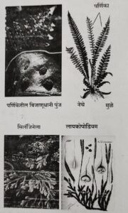 Classification of Living Organisms Part 1-Microorganisms and Plants_150.1