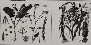Classification of Living Organisms Part 1-Microorganisms and Plants_170.1