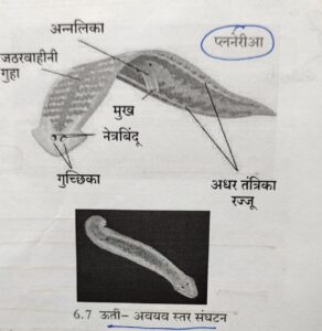 सजीवांचे वर्गीकरण भाग 2 - प्राणी | Classification of Living Organisms Part 2- Animals_80.1