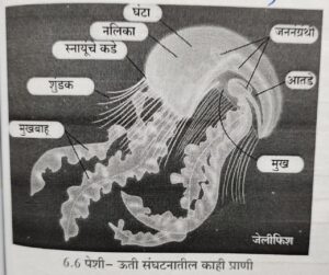 सजीवांचे वर्गीकरण भाग 2 - प्राणी | Classification of Living Organisms Part 2- Animals_70.1