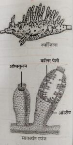 सजीवांचे वर्गीकरण भाग 2 - प्राणी | Classification of Living Organisms Part 2- Animals_110.1