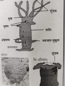 सजीवांचे वर्गीकरण भाग 2 - प्राणी | Classification of Living Organisms Part 2- Animals_120.1