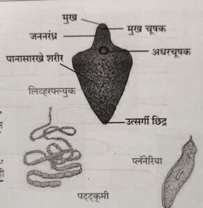 सजीवांचे वर्गीकरण भाग 2 - प्राणी | Classification of Living Organisms Part 2- Animals_130.1