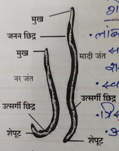सजीवांचे वर्गीकरण भाग 2 - प्राणी | Classification of Living Organisms Part 2- Animals_140.1