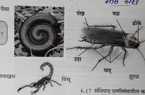सजीवांचे वर्गीकरण भाग 2 - प्राणी | Classification of Living Organisms Part 2- Animals_160.1