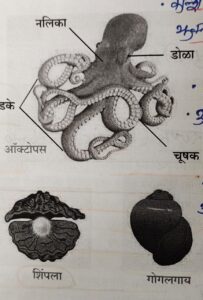 सजीवांचे वर्गीकरण भाग 2 - प्राणी | Classification of Living Organisms Part 2- Animals_170.1