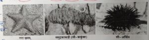 सजीवांचे वर्गीकरण भाग 2 - प्राणी | Classification of Living Organisms Part 2- Animals_180.1