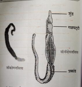 सजीवांचे वर्गीकरण भाग 2 - प्राणी | Classification of Living Organisms Part 2- Animals_190.1