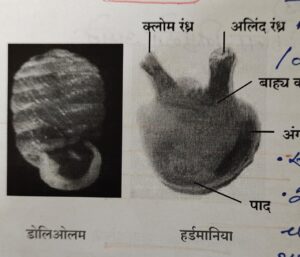 सजीवांचे वर्गीकरण भाग 2 - प्राणी | Classification of Living Organisms Part 2- Animals_200.1