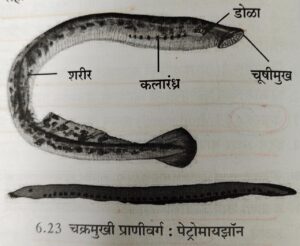 सजीवांचे वर्गीकरण भाग 2 - प्राणी | Classification of Living Organisms Part 2- Animals_220.1