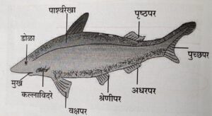 सजीवांचे वर्गीकरण भाग 2 - प्राणी | Classification of Living Organisms Part 2- Animals_230.1