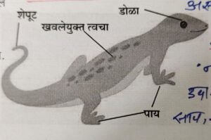सजीवांचे वर्गीकरण भाग 2 - प्राणी | Classification of Living Organisms Part 2- Animals_250.1