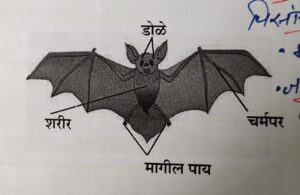 सजीवांचे वर्गीकरण भाग 2 - प्राणी | Classification of Living Organisms Part 2- Animals_270.1