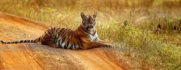 Forests in Maharashtra, महाराष्ट्रातील वने व वनांचे प्रकार आणि अभयारण्ये, Study Material for MPSC Combine Exam 2022 3 Tadoba