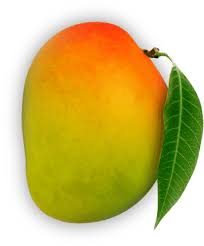 List of National Symbols of India: Study Material for MPSC Group C Exam, भारताची राष्ट्रीय चिन्हे 9 Mango