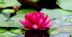 List of National Symbols of India: Study Material for MPSC Group C Exam, भारताची राष्ट्रीय चिन्हे 10 Lotus