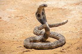 List of National Symbols of India: Study Material for MPSC Group C Exam, भारताची राष्ट्रीय चिन्हे 13 cobra