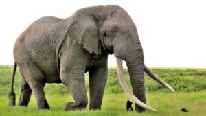 List of National Symbols of India: Study Material for MPSC Group C Exam, भारताची राष्ट्रीय चिन्हे 14 elephant