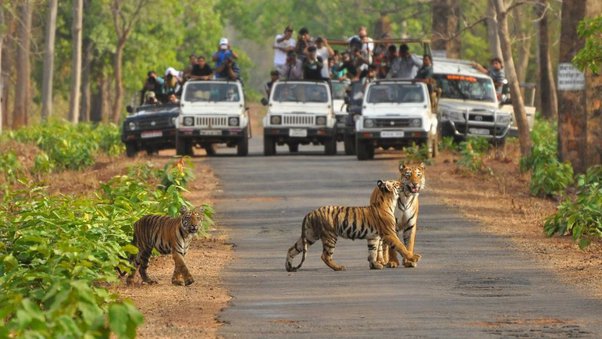 How many National Park in Maharashtra?, List of National Parks in Maharashtra_70.1
