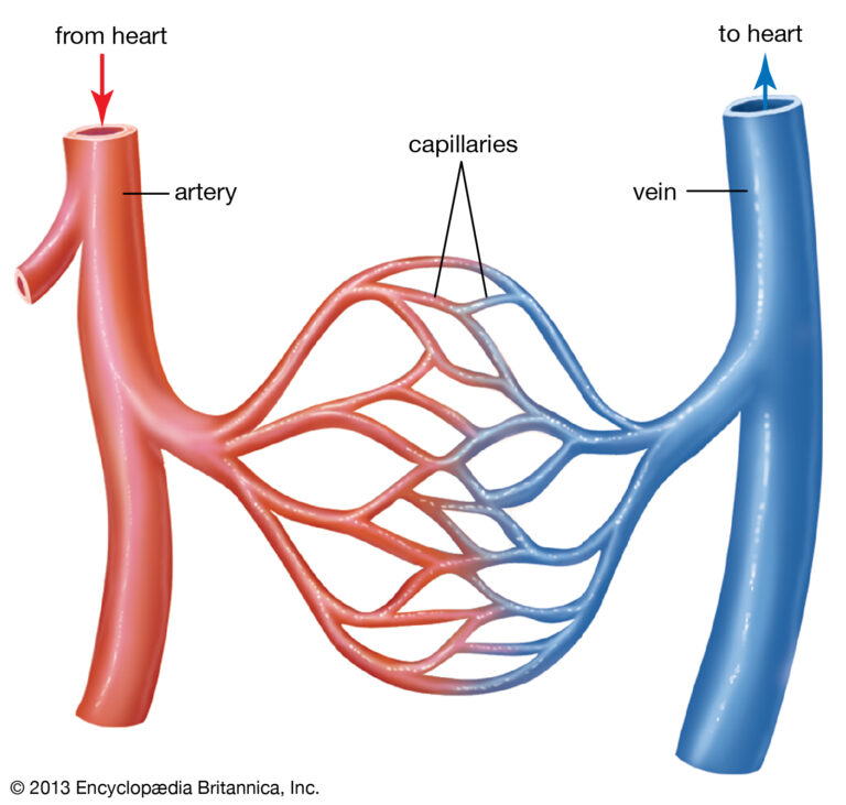 Blood Circulatory System: Blood Vessels, Human blood and Heart_50.1