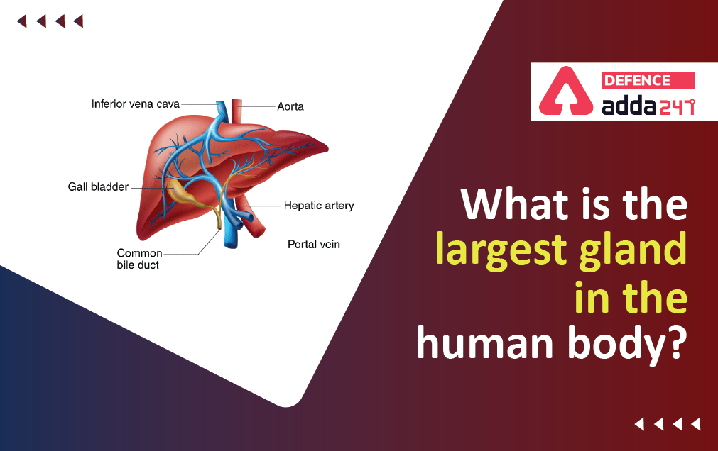 Largest Gland In Human Body