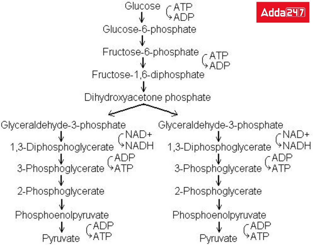 Respiration- In Plants and Human Beings, Equation Class 10_40.1