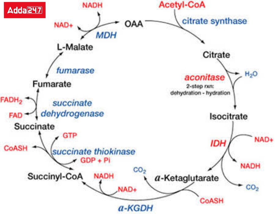 Respiration- In Plants and Human Beings, Equation Class 10_50.1