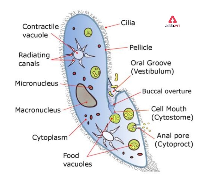 Paramecium - Diagram, kingdom, Caudatum, Locomotion, Size_50.1