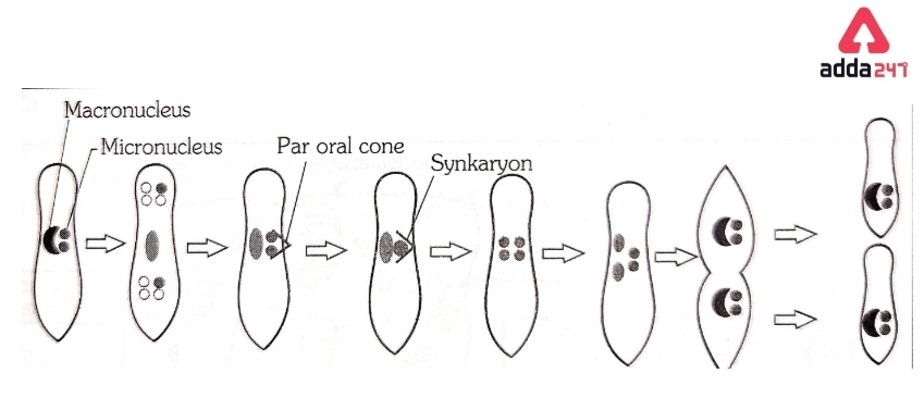 Paramecium - Diagram, kingdom, Caudatum, Locomotion, Size_90.1