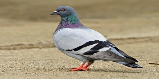 100 Birds Name in English & Hindi_80.1