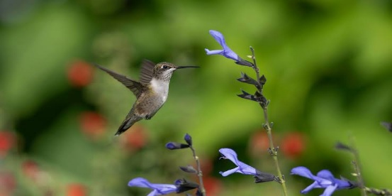 100 Birds Name in English & Hindi_100.1