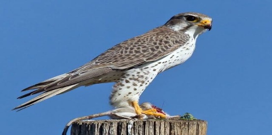 100 Birds Name in English & Hindi_110.1