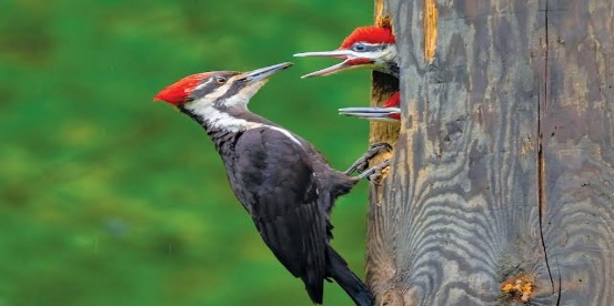100 Birds Name in English & Hindi_120.1