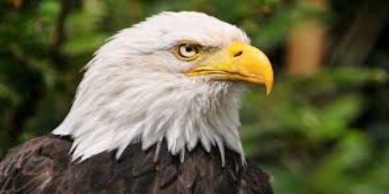 100 Birds Name in English & Hindi_60.1