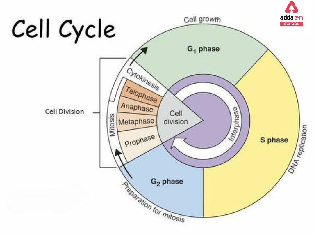 What Is Cell? - Definition, Structure, Types, Functions_130.1