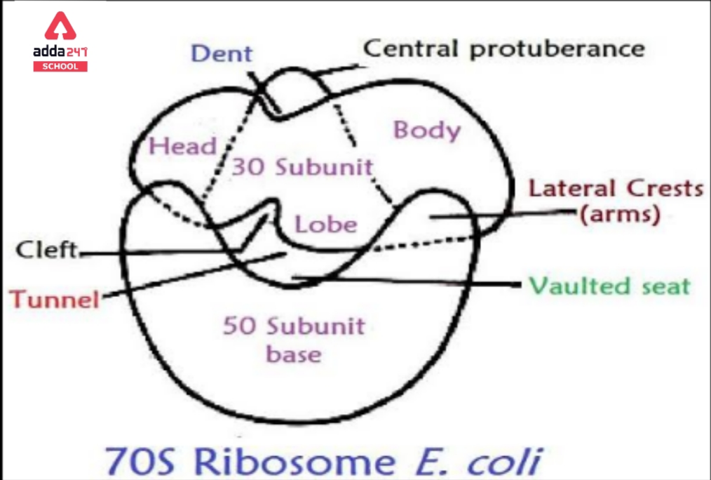 What Is Cell? - Definition, Structure, Types, Functions_110.1