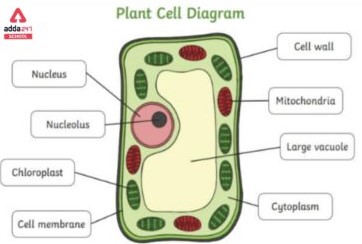 What Is Cell? - Definition, Structure, Types, Functions_60.1