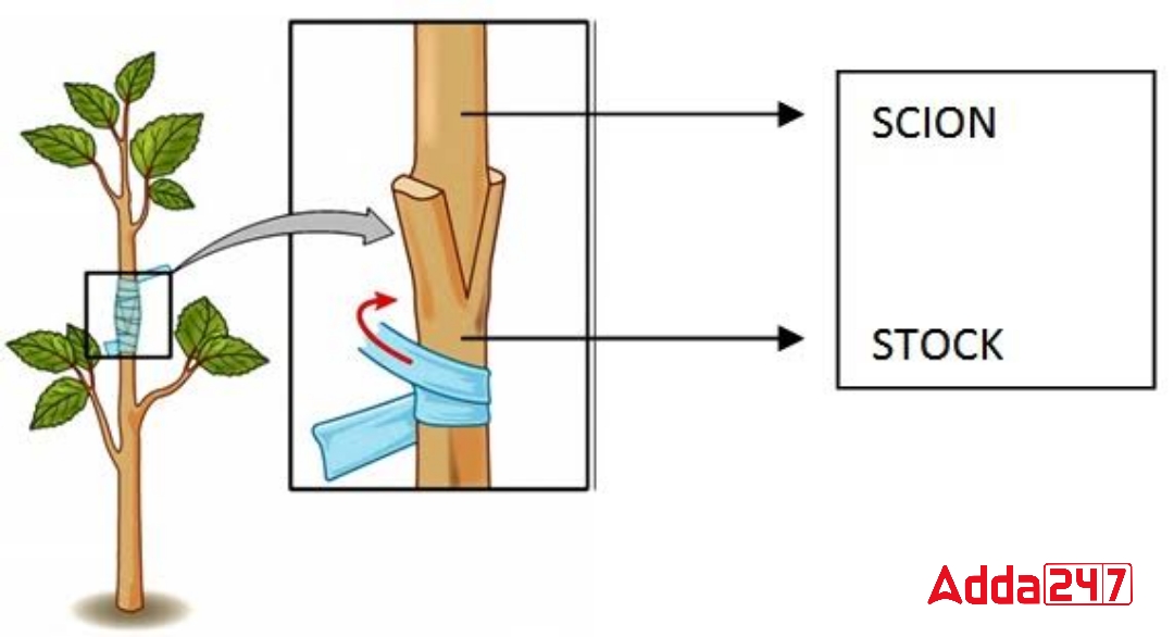 Vegetative Propagation- Define, Advantage for Class 10_80.1