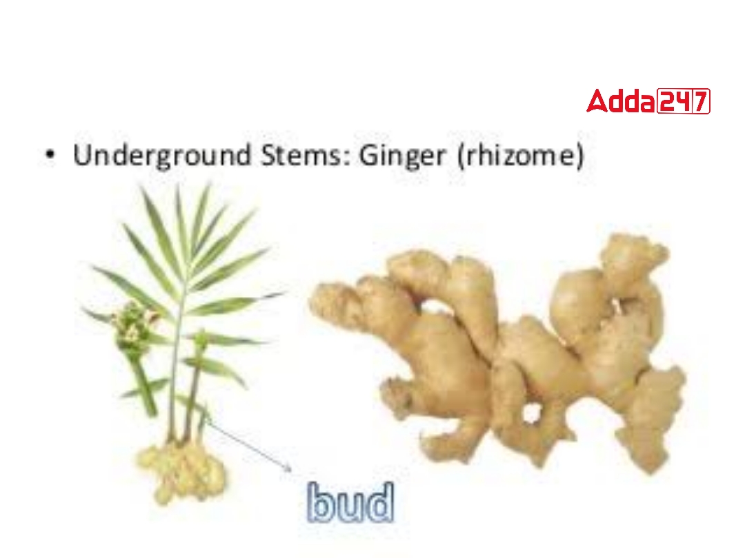 Vegetative Propagation- Define, Advantage for Class 10_40.1