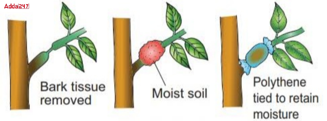 Vegetative Propagation- Define, Advantage for Class 10_70.1